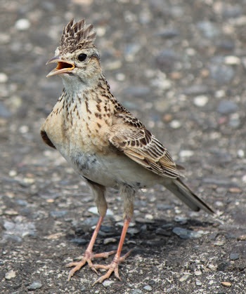 春になったから身近な鳥紹介してく_3