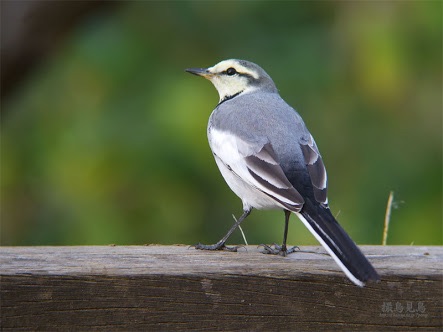 春になったから身近な鳥紹介してく_63