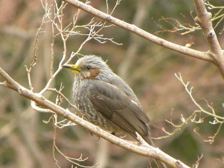 春になったから身近な鳥紹介してく_127