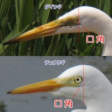 春になったから身近な鳥紹介してく_255