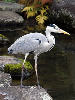 春になったから身近な鳥紹介してく_8191