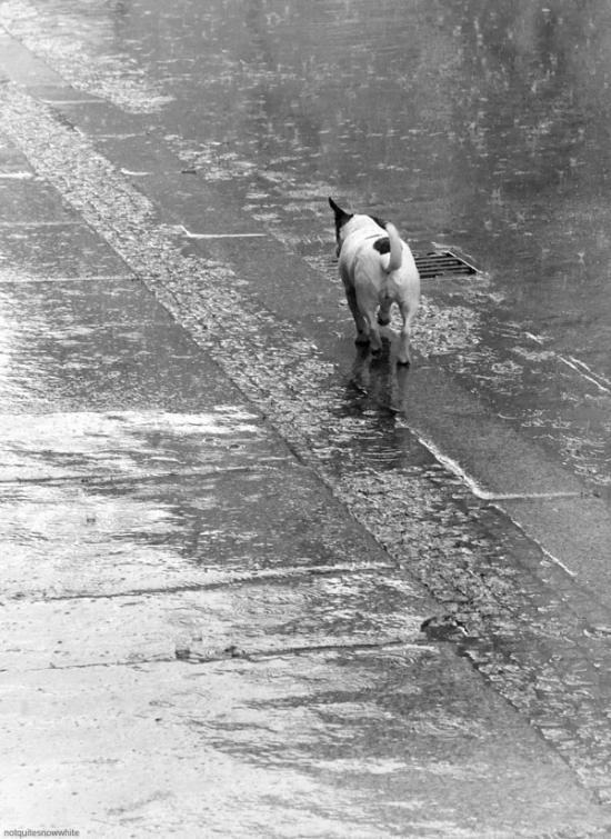 【Rain】雨の動物画像を貼っていく_15