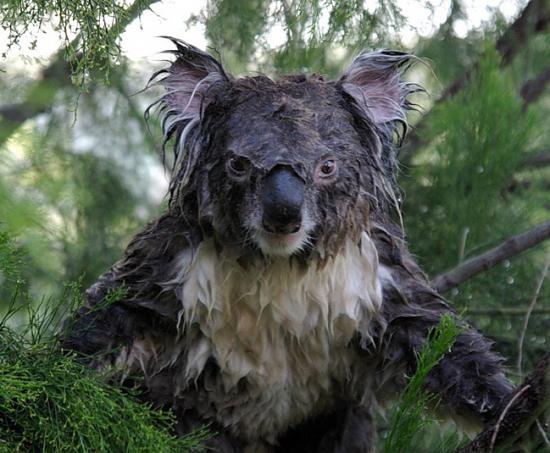 【Rain】雨の動物画像を貼っていく_4095