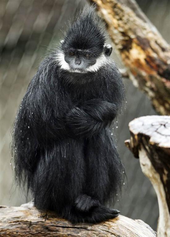 【Rain】雨の動物画像を貼っていく_16383