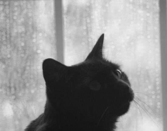 【Rain】雨の動物画像を貼っていく_65535