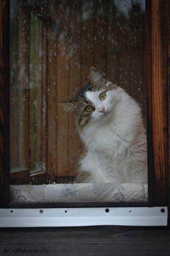 【Rain】雨の動物画像を貼っていく_4194303