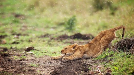 【Rain】雨の動物画像を貼っていく_67108863