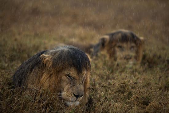 【Rain】雨の動物画像を貼っていく_17179869183