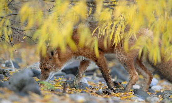 【枯葉】秋の動物画像を貼っていく_16777215