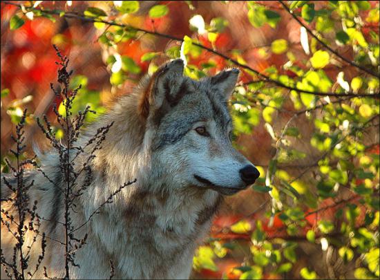 【枯葉】秋の動物画像を貼っていく_1073741823