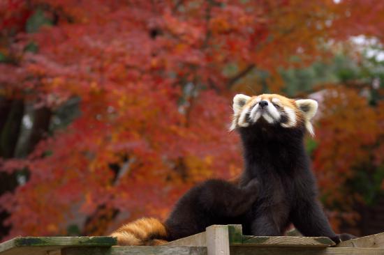 【枯葉】秋の動物画像を貼っていく_8589934591