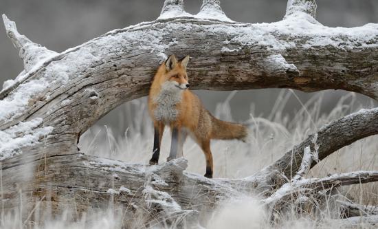 【画像】雪と動物の風景を置いていきます_511