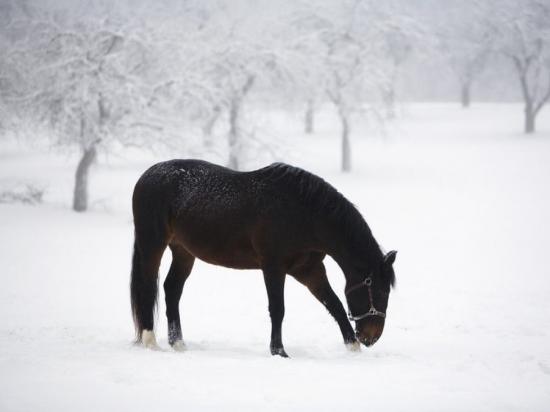 【画像】雪と動物の風景を置いていきます_4095