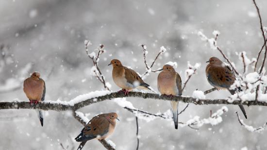 【画像】雪と動物の風景を置いていきます_8191