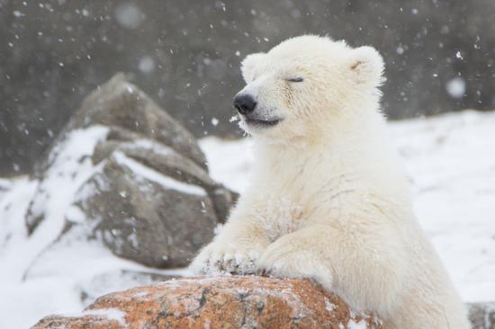 【画像】雪と動物の風景を置いていきます_131071