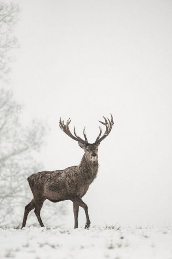 【画像】雪と動物の風景を置いていきます_8388607