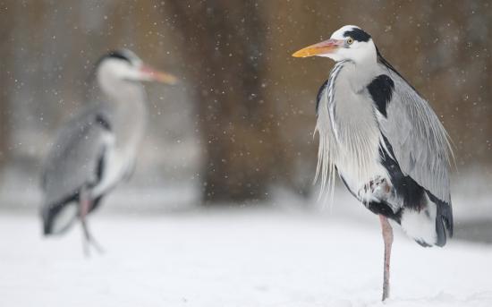 【画像】雪と動物の風景を置いていきます_268435455