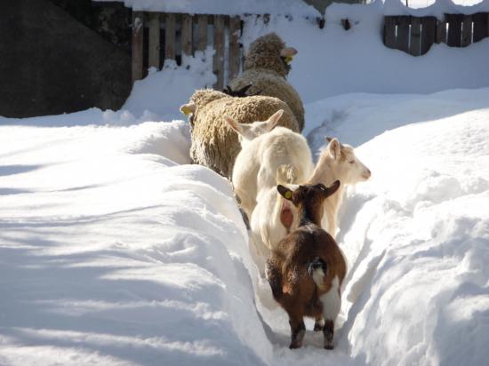 【画像】雪と動物の風景を置いていきます_536870911