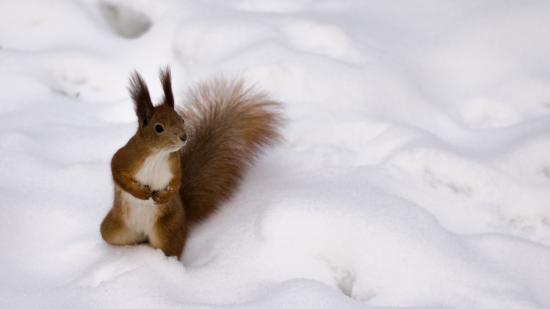 【画像】雪と動物の風景を置いていきます_4294967295