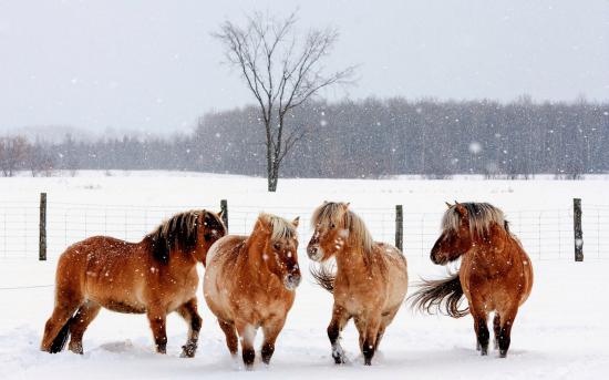 【画像】雪と動物の風景を置いていきます_17179869183