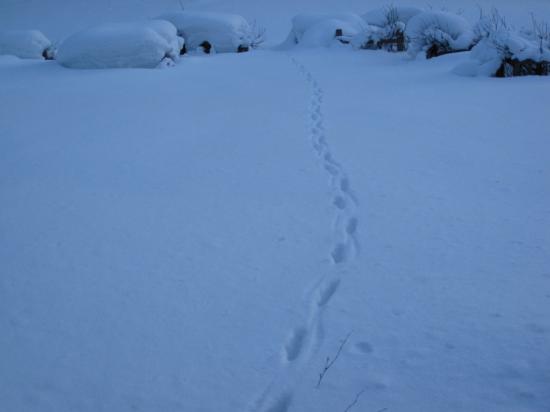 【画像】雪と動物の風景を置いていきます_68719476735