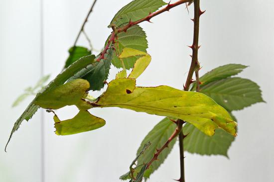 【閲注】カモフラージュ動物画像を置いておきます_67108863