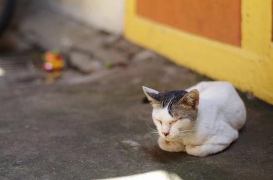 東南アジアに一ヶ月行ってきたんで写真うｐする_262143